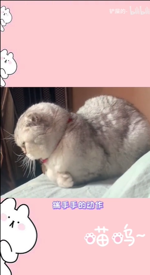 《抖音》揣手猫梗意思出处介绍